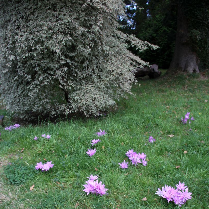 Colchicum autumnale Pleniflorum - Colchico d'autunno (Porto)