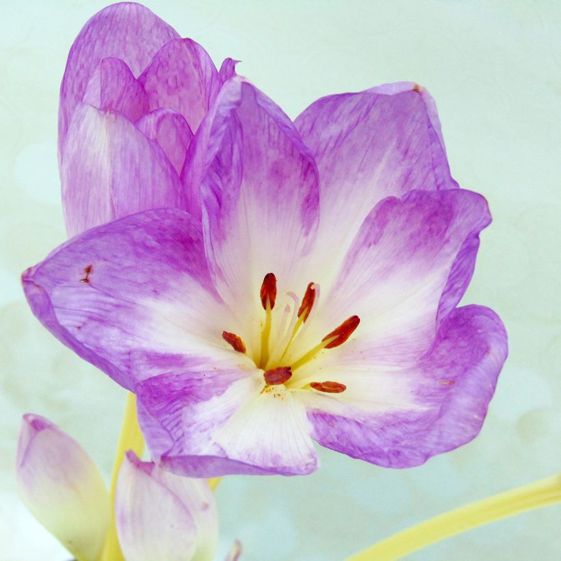 Colchicum autumnale Major - Colchico d'autunno (Fogliame)