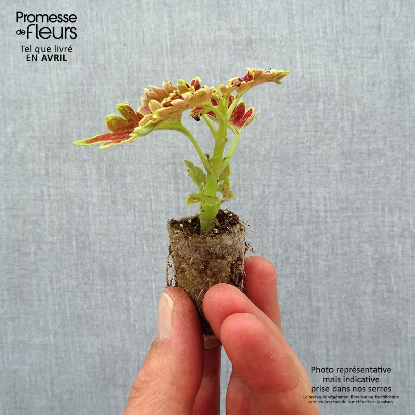 Coleo Copinto Cuba Libre mini zolla... esemplare consegnato in primavera