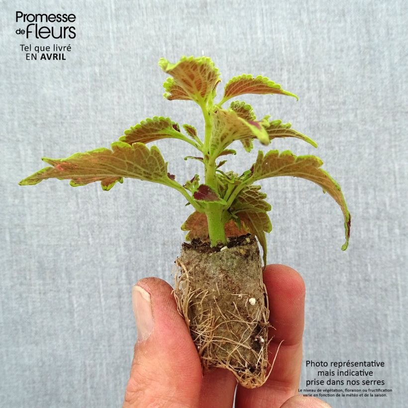 Example of Coleo Copinto Daiquiri mini zolla... as you get in printemps