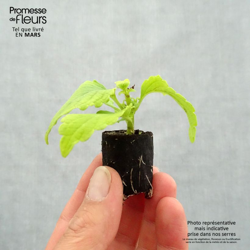 Coleo Copinto Margarita mini zolla... esemplare consegnato in primavera