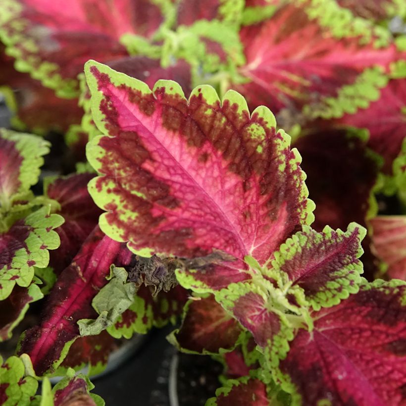 Coleus Le Freak (Fogliame)