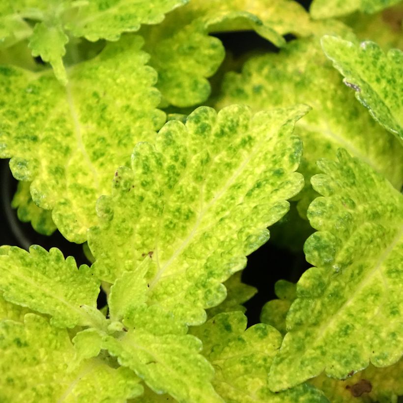 Coleus MS River Walk (Fogliame)