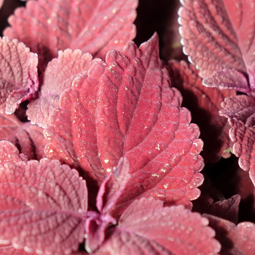 Coleus MS Second Street (Fogliame)