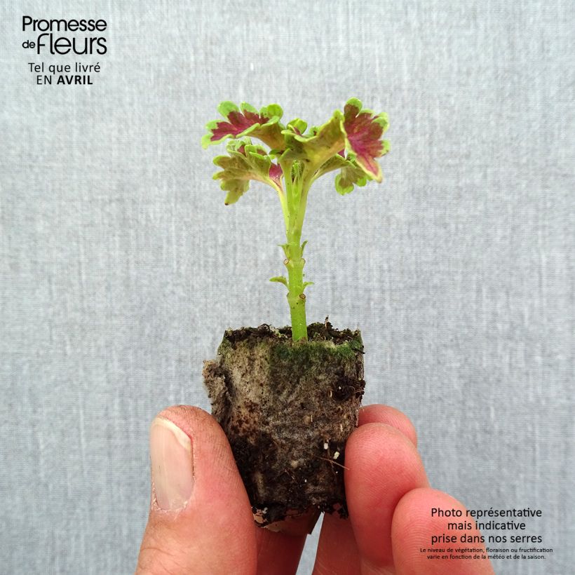 Example of Coleo Ruffles Copper mini zolla... as you get in printemps