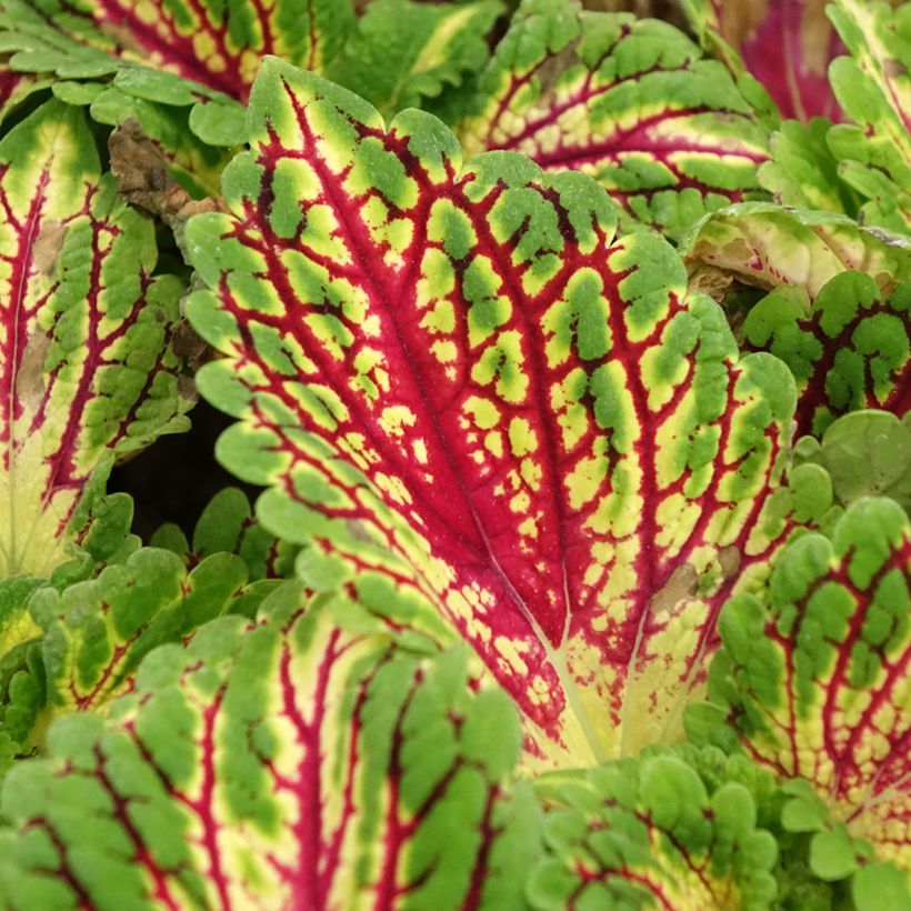 Coleus Spacecake (Fogliame)