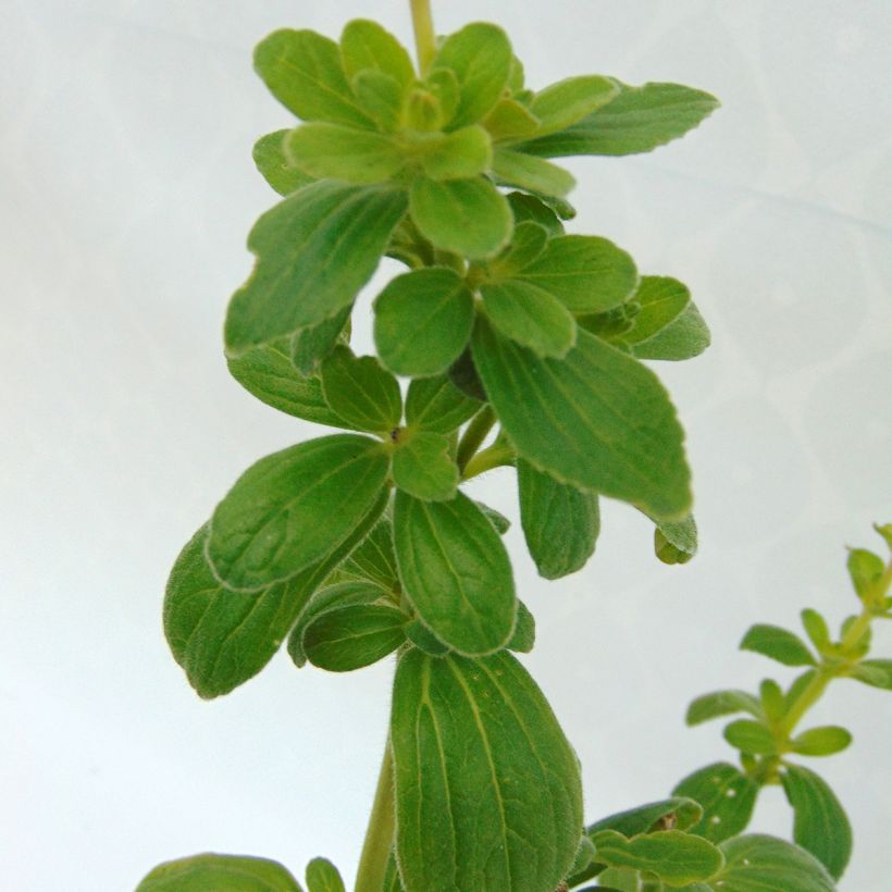 Plectranthus caninus - Pianta scappa via (Foliage)