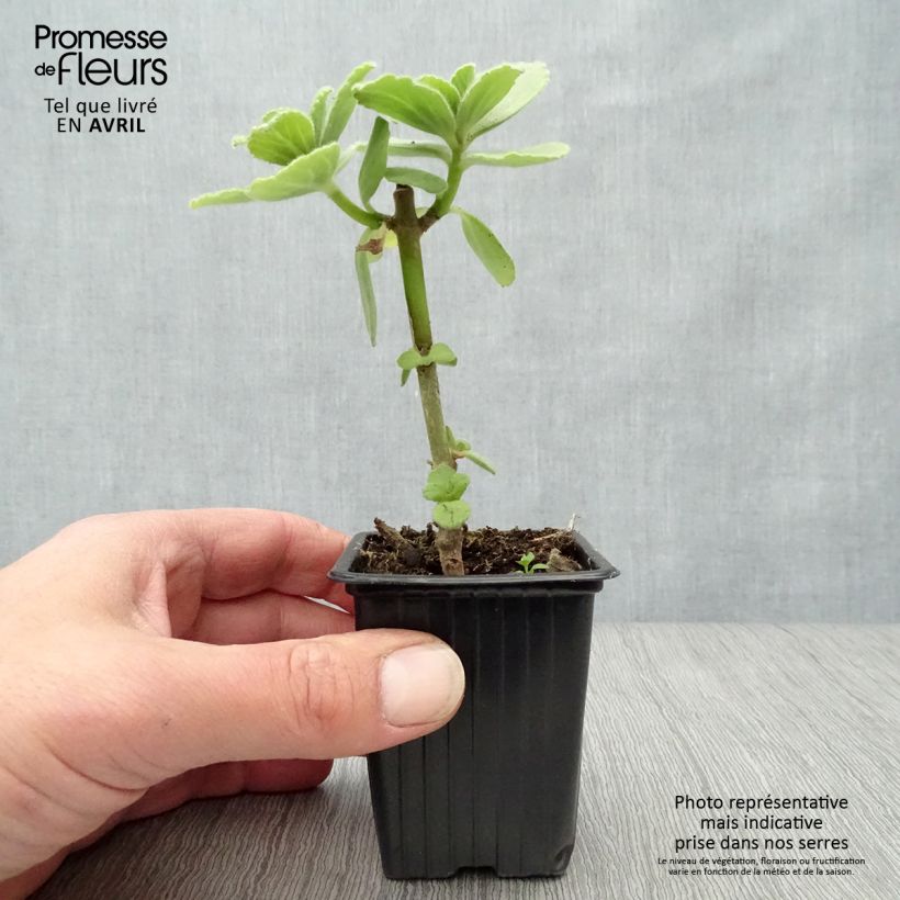 Example of Plectranthus caninus - Pianta scappa via Vasetto da 7/8 cm as you get in printemps