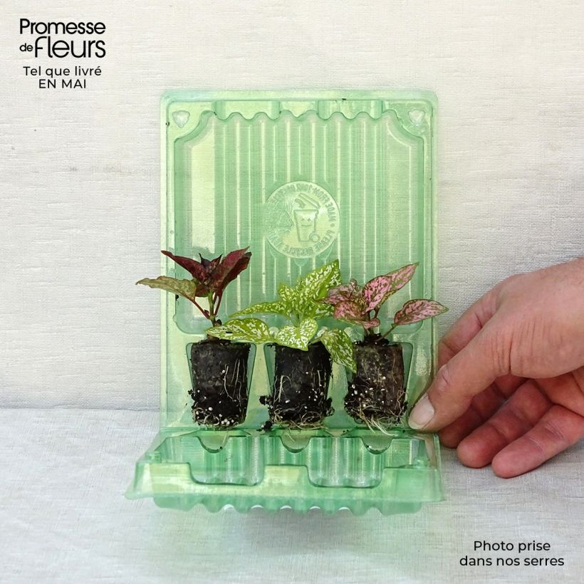 Example of Collezione 3 Hypoestes Hippo as you get in printemps