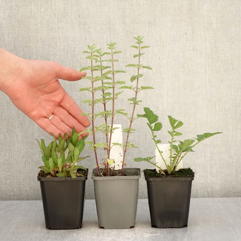 3 Piante perenni indispensabili per l'estate esemplare consegnato in primavera