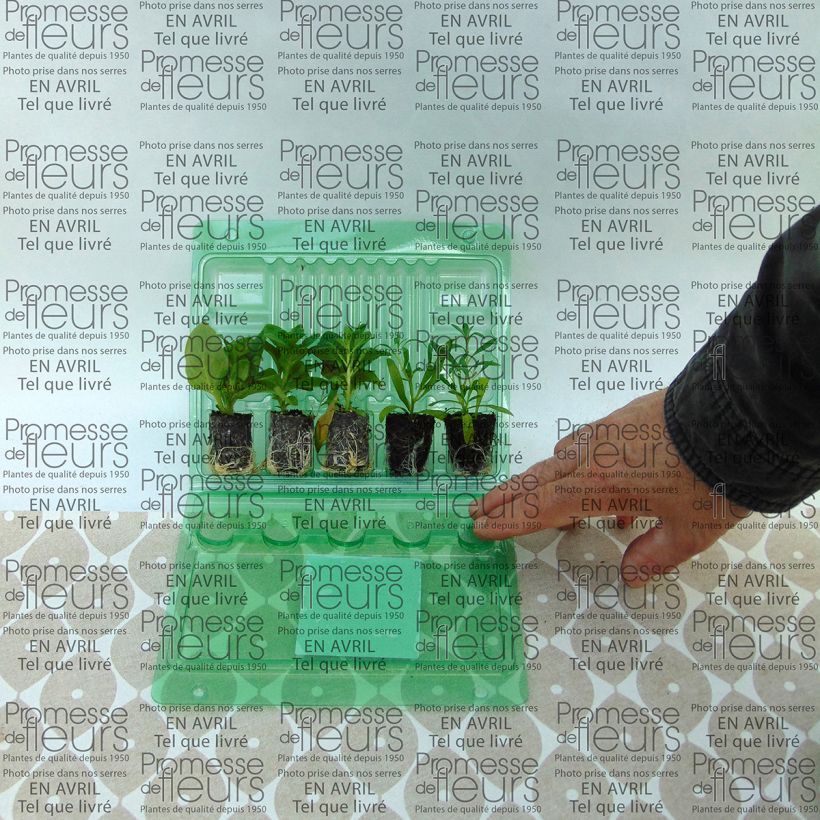 Example of Collezione Berry Cascade as you get