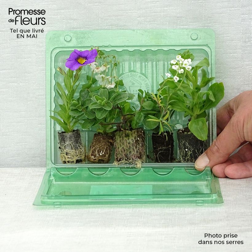 Collezione Berry Fountain - 5 varietà di Piante annuali esemplare consegnato in primavera