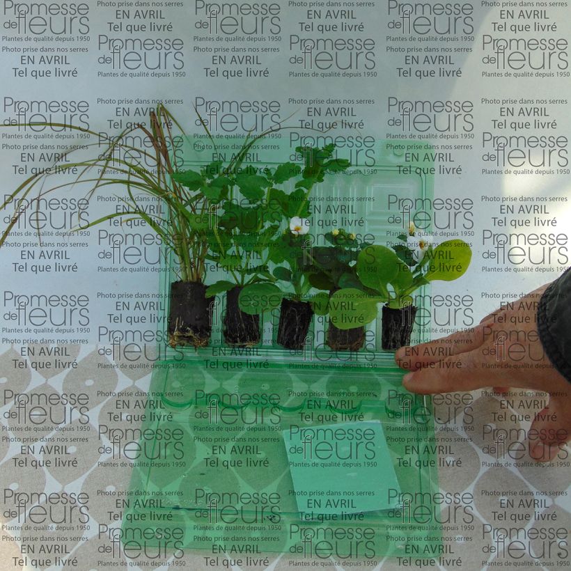 Esempio di esemplare Collezione di Piante Annuali Rosse - 5 varietà come consegnato