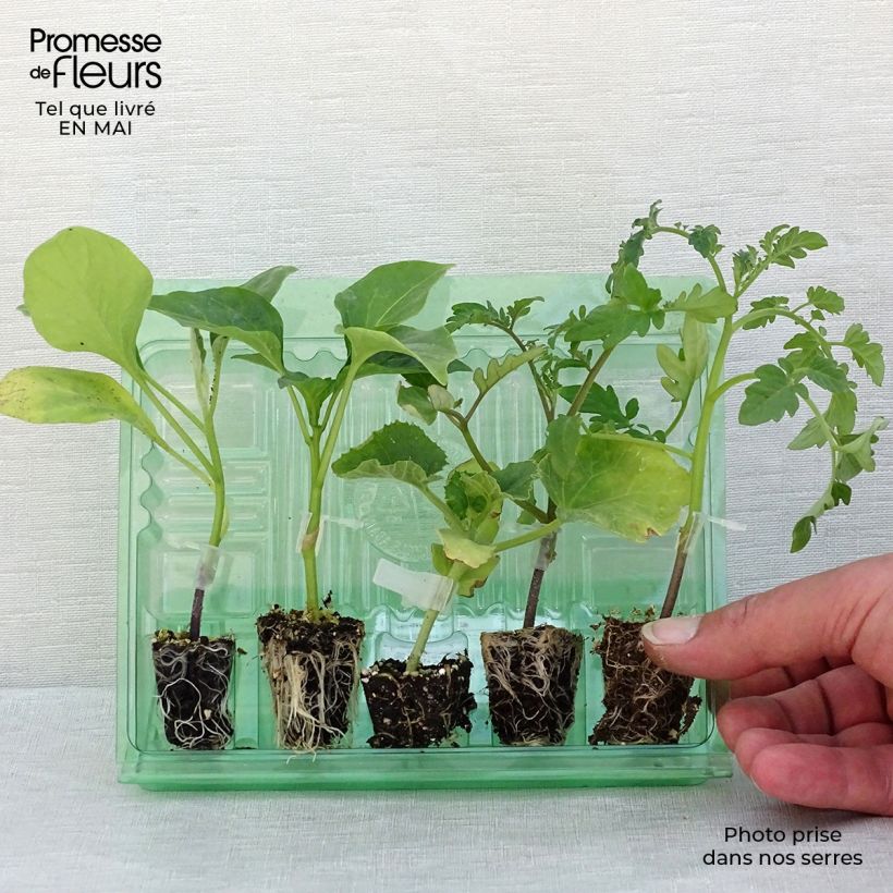 Example of Collezione Piante da orto Estive, 5 piantine da orto INNestate as you get in printemps