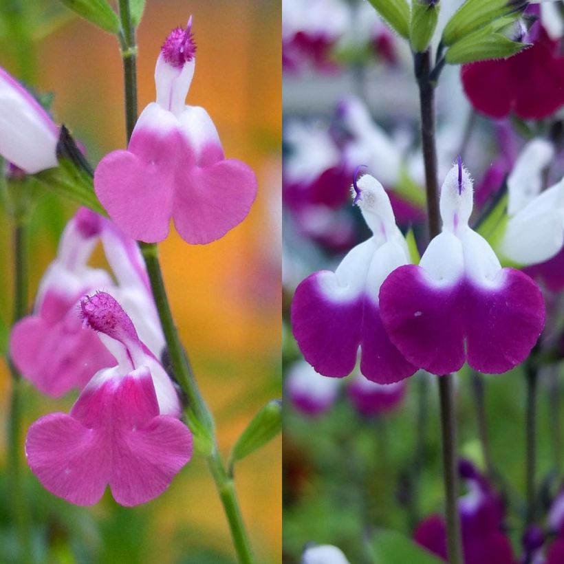 Collezione Salvia arbustiva Lips (Flowering)
