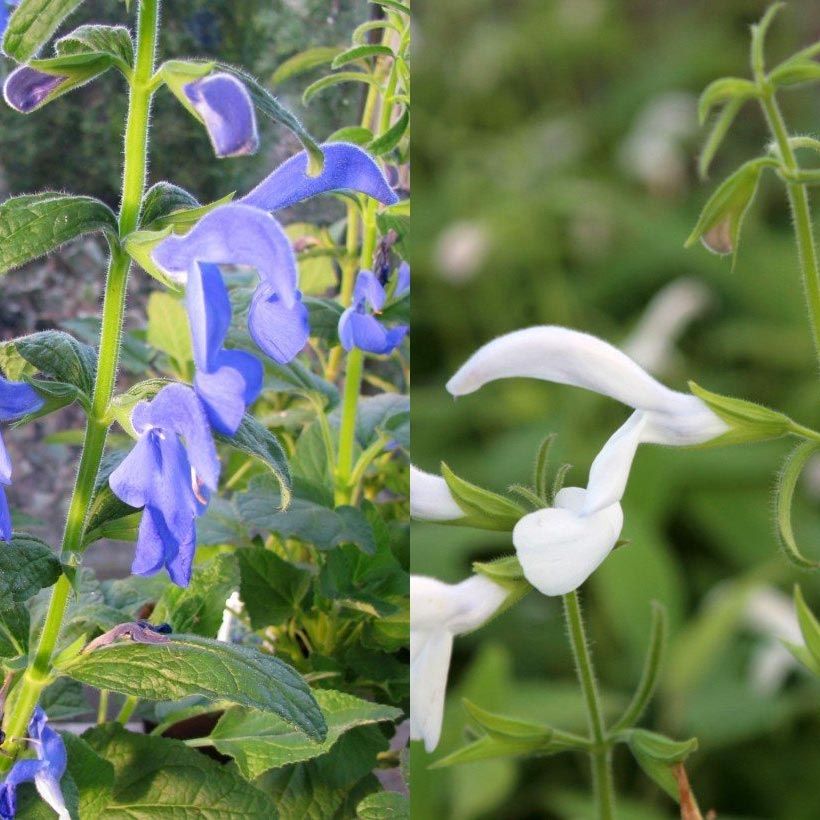 Collezione di Salvia Esotiche Bianche/Azzurre (Fioritura)