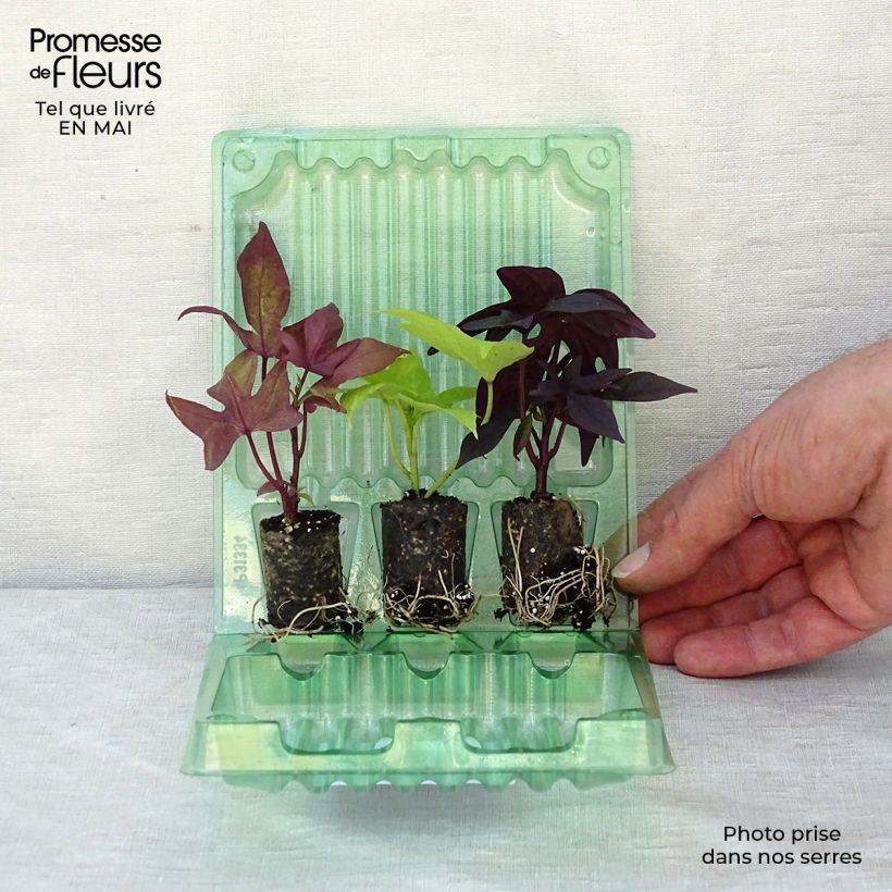 Collection de 3 Ipomées Sweet Caroline esemplare consegnato in primavera