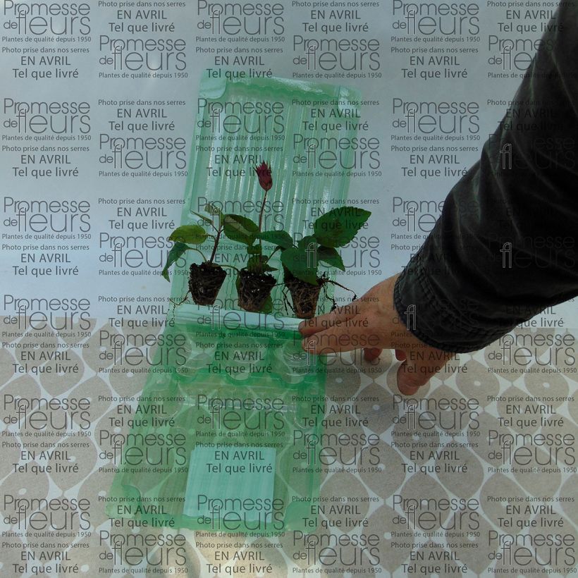 Example of Collezione di 3 Salvia ibrida Wish as you get