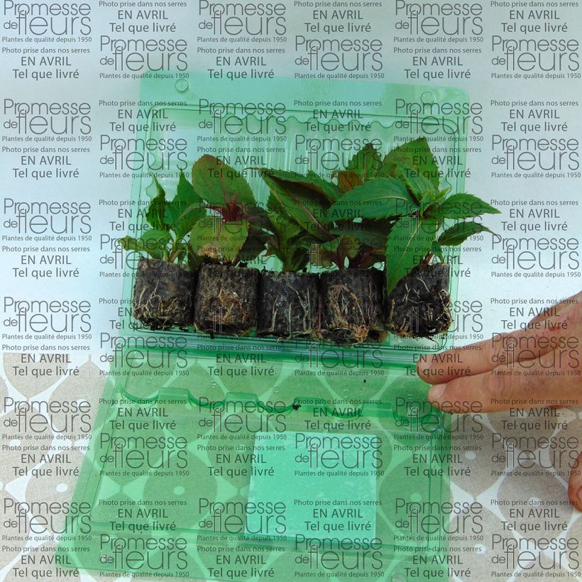 Esempio di esemplare Collection de 5 Impatiens Sunpatiens come consegnato