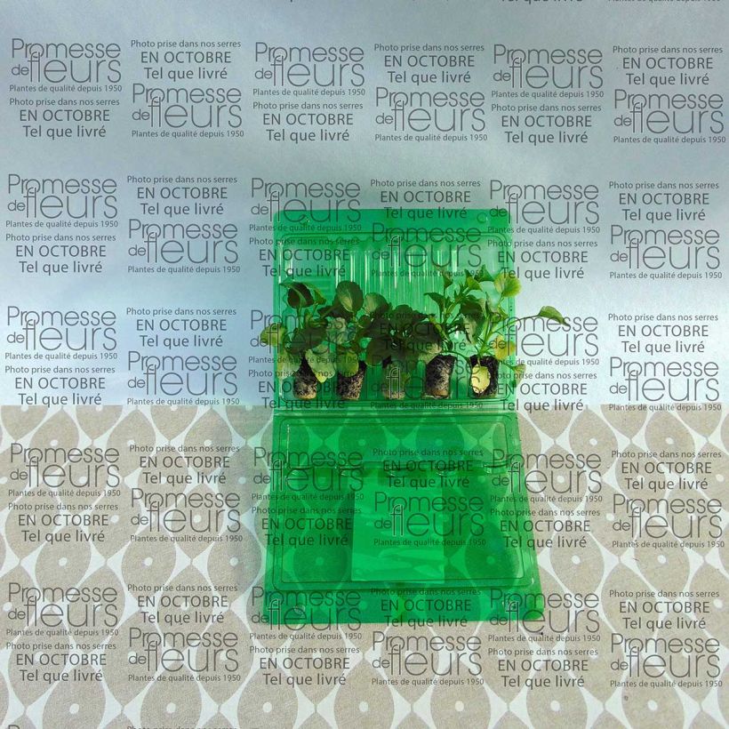 Esempio di esemplare Collezione di 5 Pensieri Matrix Ruby Mix Mini-mottes come consegnato