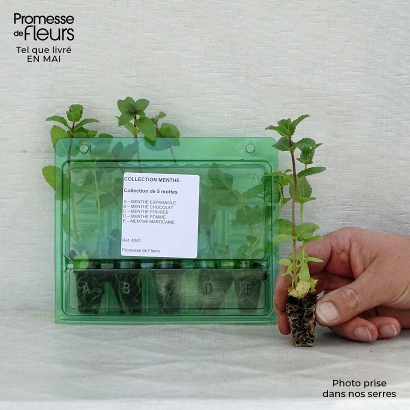 Example of Collezione di 5 piante di Menta as you get in printemps