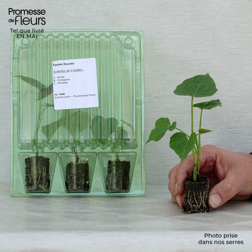 Example of Scopri la collezione di 3 patate dolci in piantine as you get in printemps