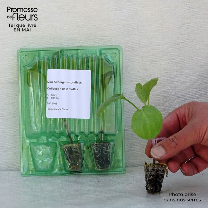 Collezione duo di 2 Melanzane Piante INNESTATE esemplare consegnato in primavera