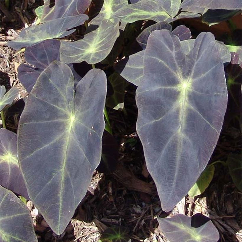 Colocasia Black magic - Taro (Foliage)