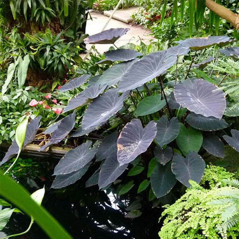 Colocasia Black magic - Taro (Plant habit)