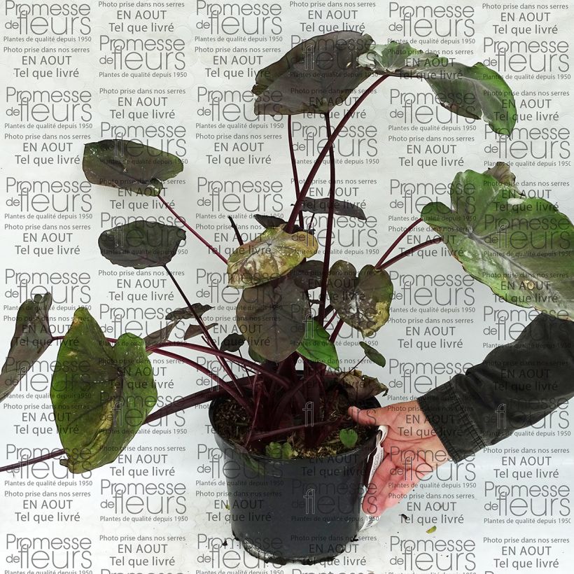 Esempio di esemplare Colocasia Dragon Heart Giant - Taro Vaso da 4L/5L come consegnato