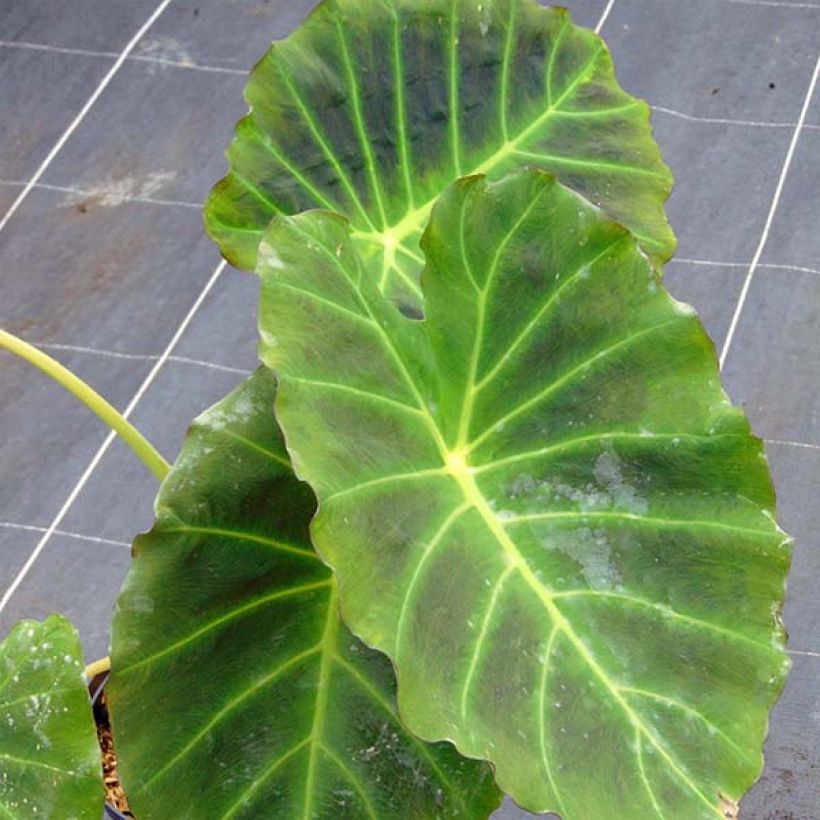 Colocasia Imperial Gigante - Taro (Foliage)