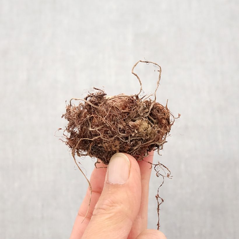 Example of Colocasia Imperial Gigante - Taro Bulbo as you get in printemps