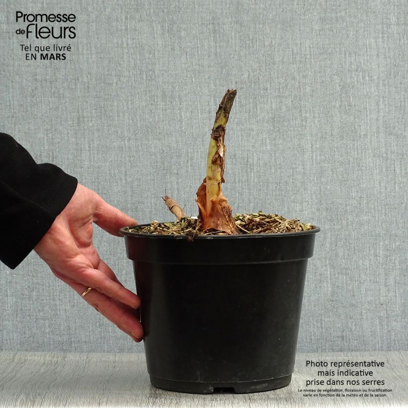 Example of Colocasia Jack's Giant - Taro Vaso da 3L/4L as you get in printemps