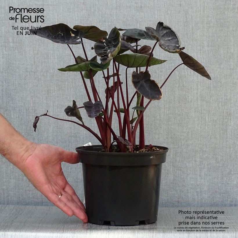 Esemplare di Colocasia Painted Black Gecko - Taro Vaso da 4L/5L consegnato in estate