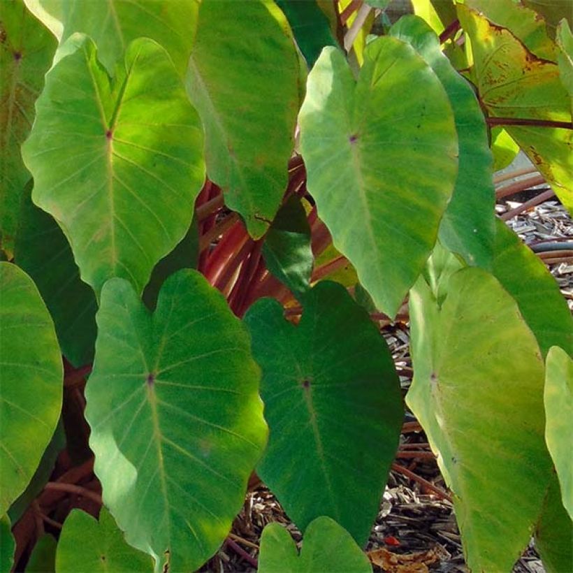Colocasia Pink China - Taro (Foliage)