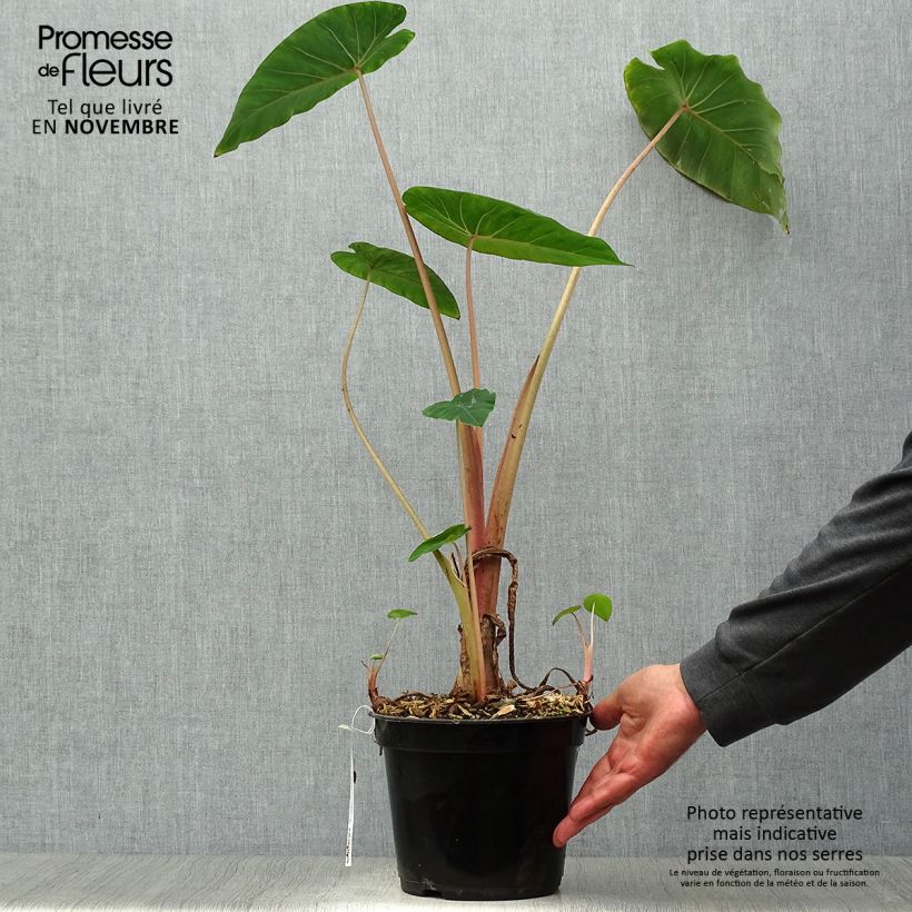 Esemplare di Colocasia Pink China - Taro Vaso da 2L/3L come consegnato in autunno