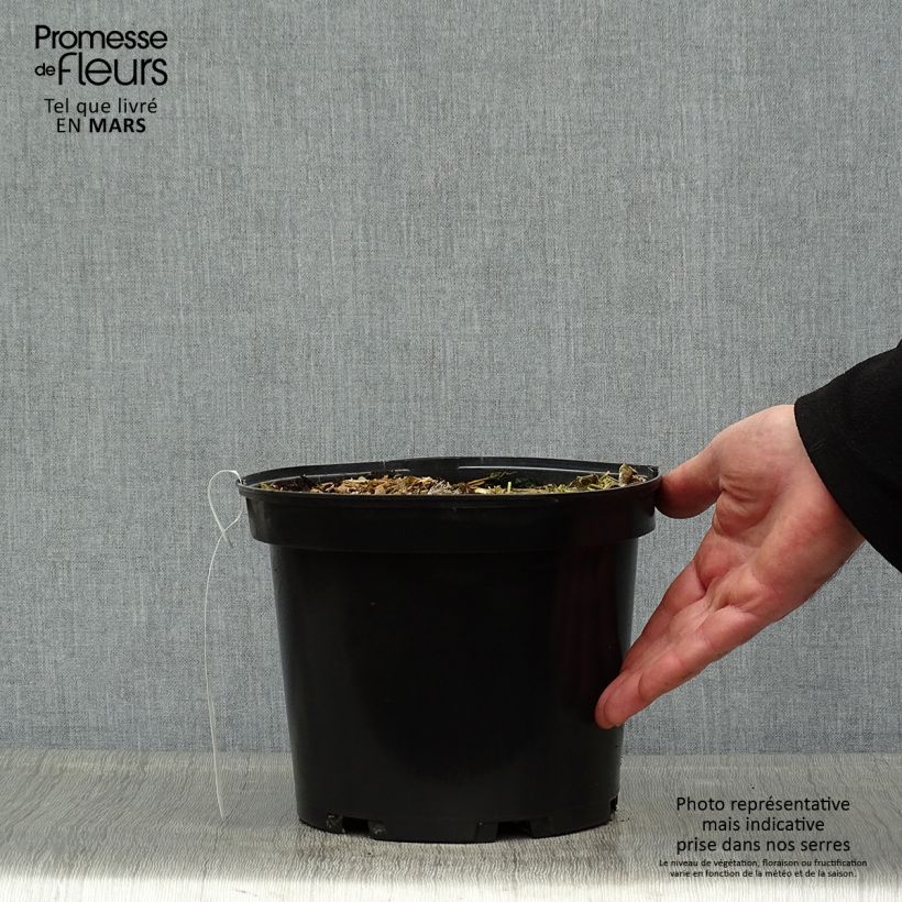 Colocasia Sangria - Taro Vaso da 3L/4L esemplare consegnato in primavera