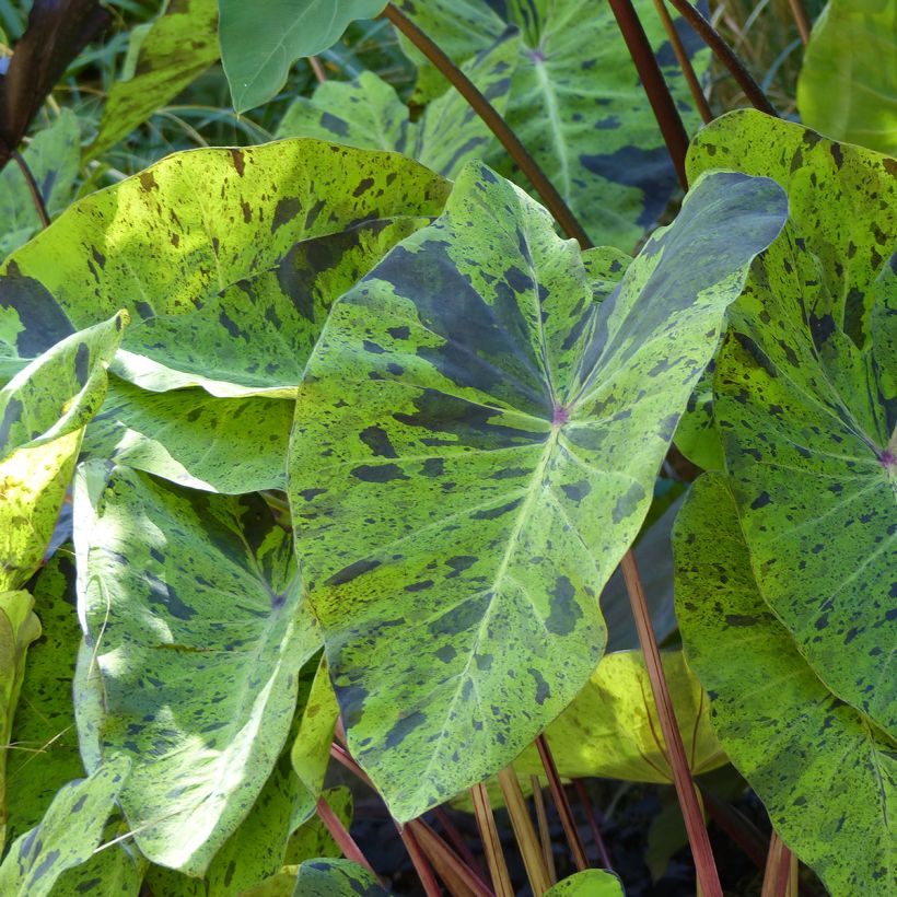 Colocasia esculenta Mojito - Taro (Fogliame)