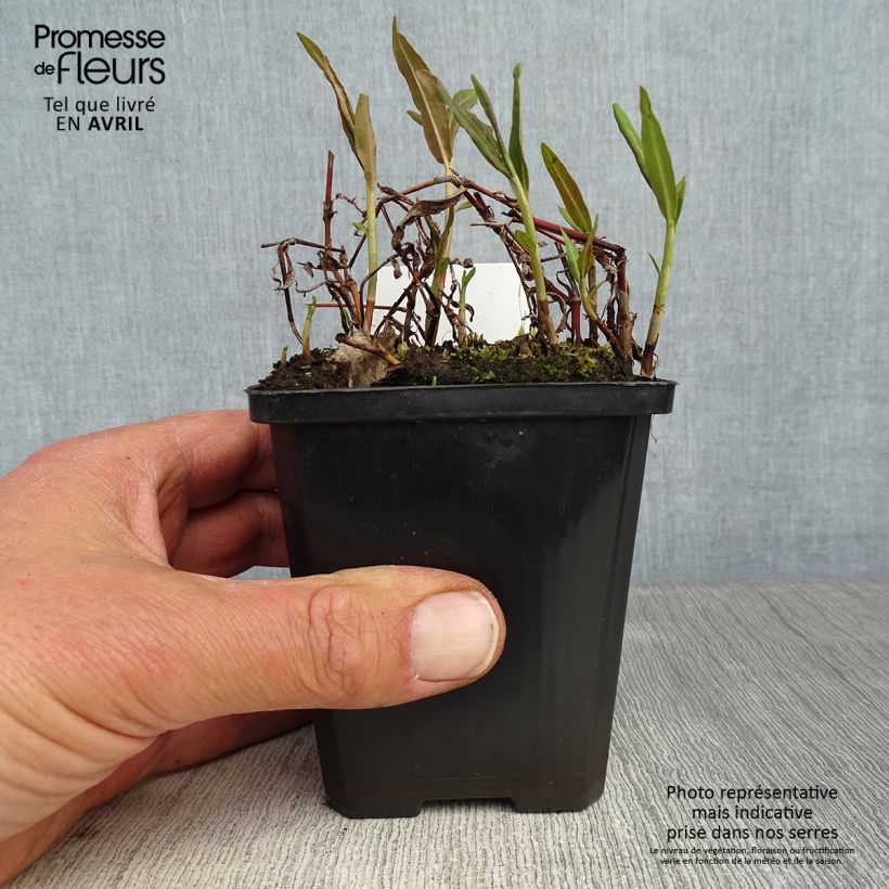 Comarum palustre - Cinquefoglia delle paludi Vasetto da 8/9 cm esemplare consegnato in primavera