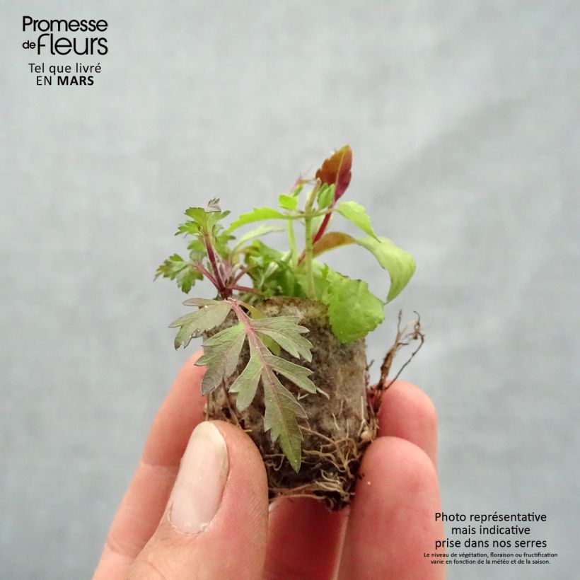 Composizione Bee Fabulous - Composizione di 3 piante mini zolla... esemplare consegnato in primavera