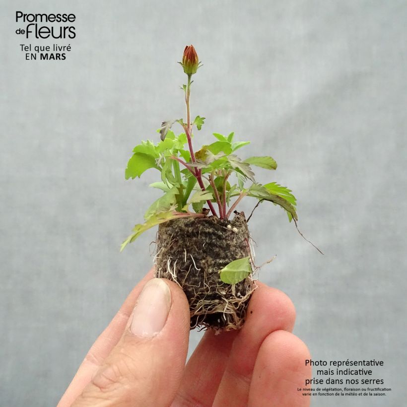 Composizione Bee Licious - Composizione di 3 piante mini zolla... esemplare consegnato in primavera