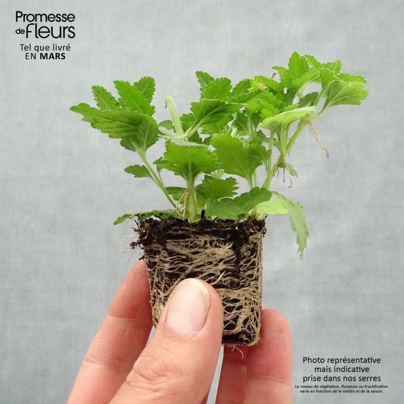 Composizione Belle Epoque - 3 Verbena dei giardini mini zolla... esemplare consegnato in primavera