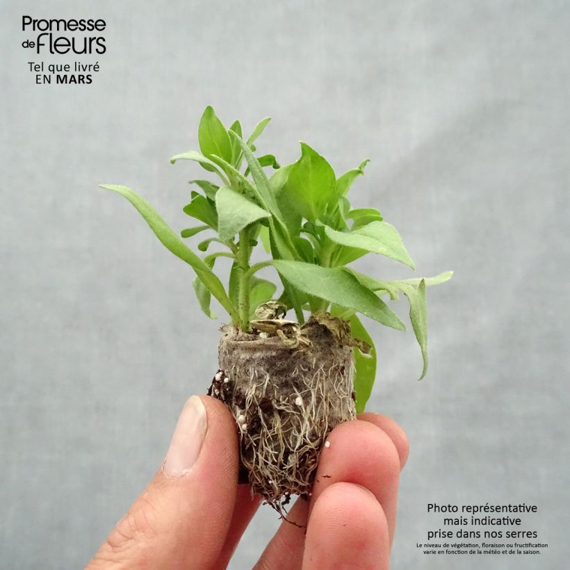 Composizione Bonfire - 3 petunie Beautical nei colori assortiti mini zolla... esemplare consegnato in primavera