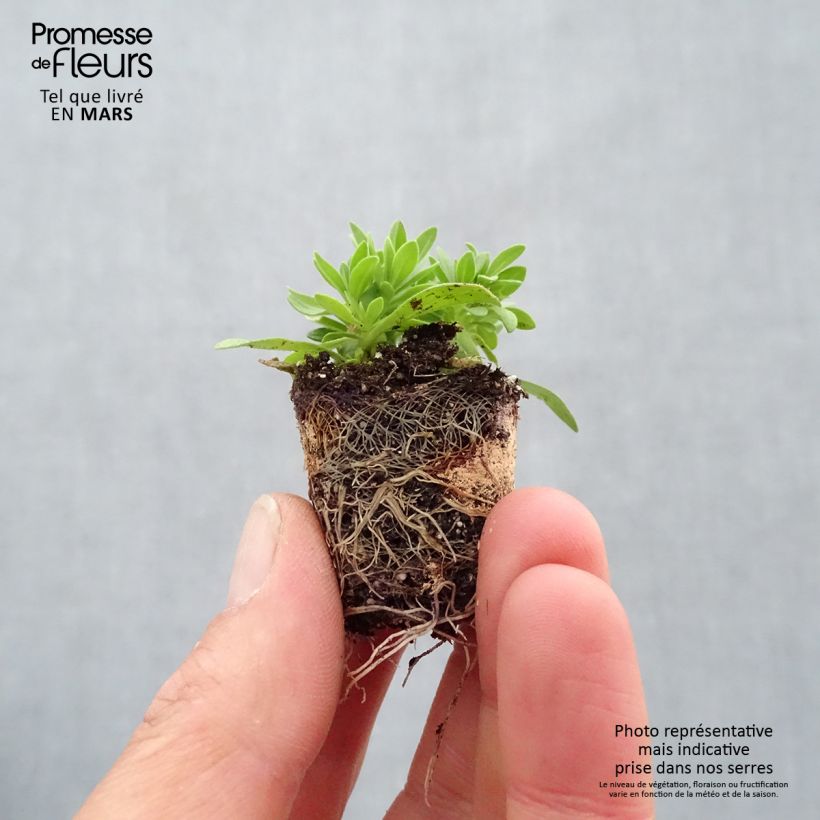 Composizione Cabaret Pink Paradise Eyes - Composizione di 3 Ravanelli mini zolla... esemplare consegnato in primavera