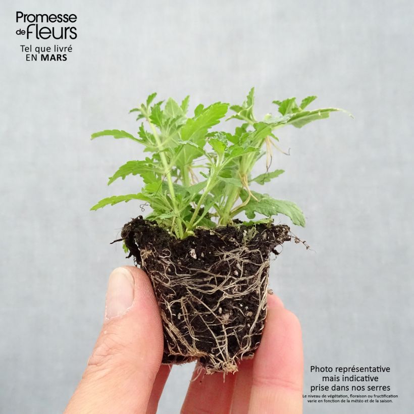 Composizione Do you lilac it - Composizione di 3 Piante annuali mini zolla... esemplare consegnato in primavera