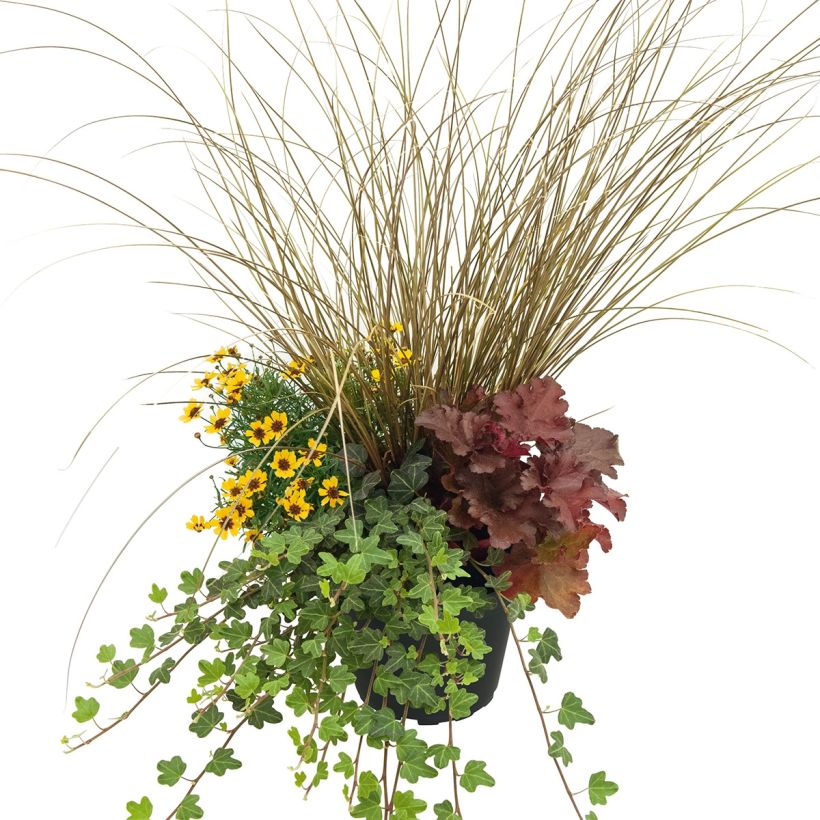 Composizione Piena di Gioia - composizione di 4 piante (Plant habit)