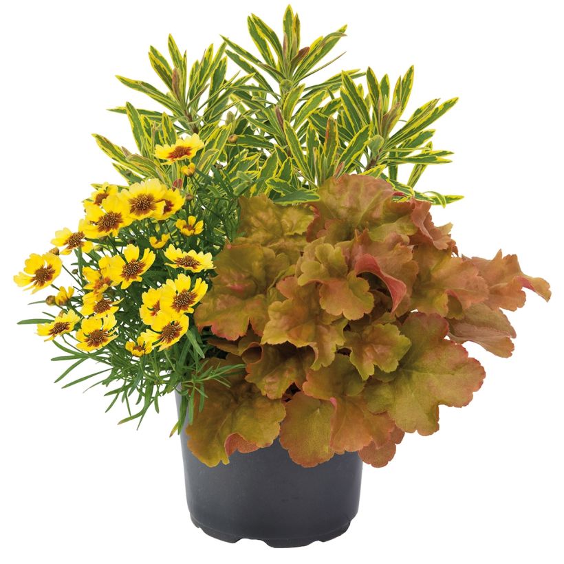 Composizione Hidden Treasure - composizione di 3 piante (Porto)