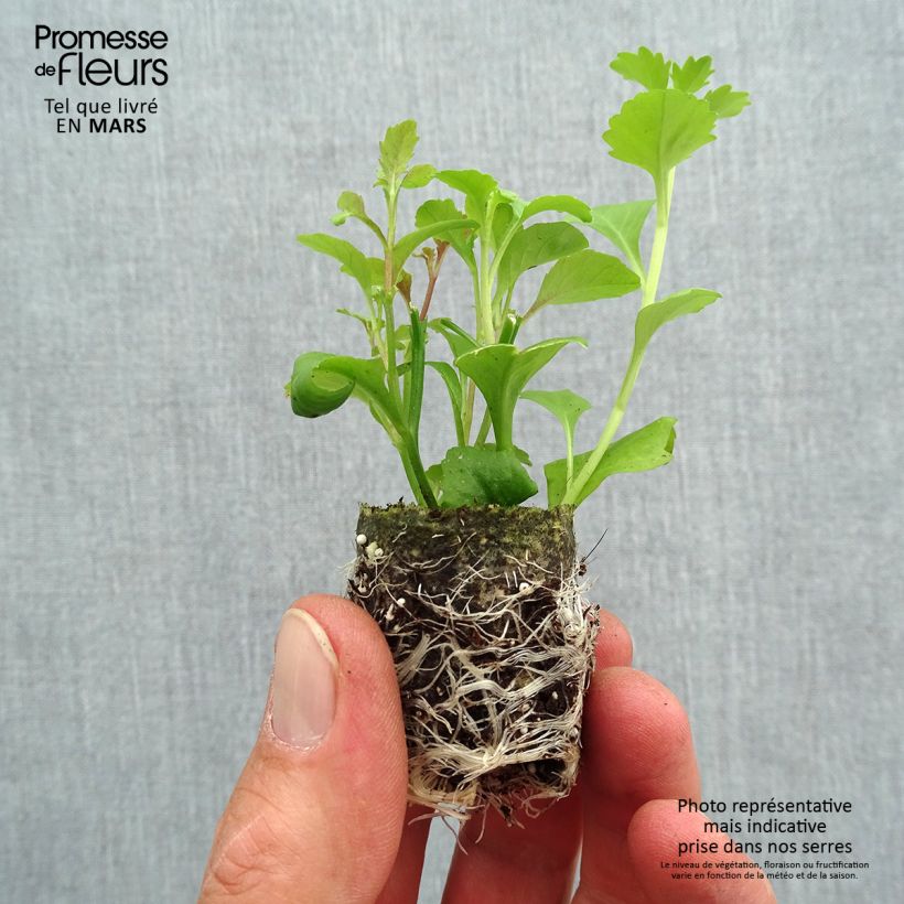 Example of Lobelia Mix mini zolla... as you get in printemps