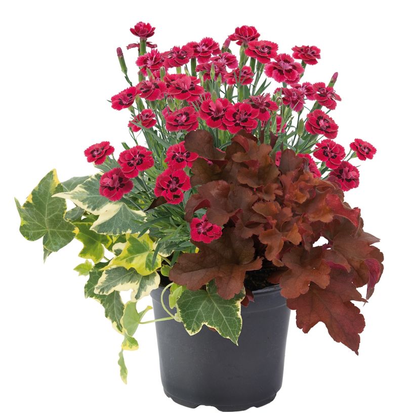 Composizione Portafortuna - composizione di 3 piante (Porto)