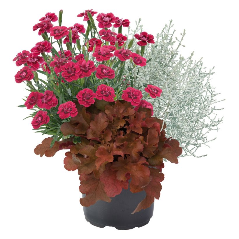 Composizione Passeggiata Mattutina - Composizione di 3 piante (Porto)